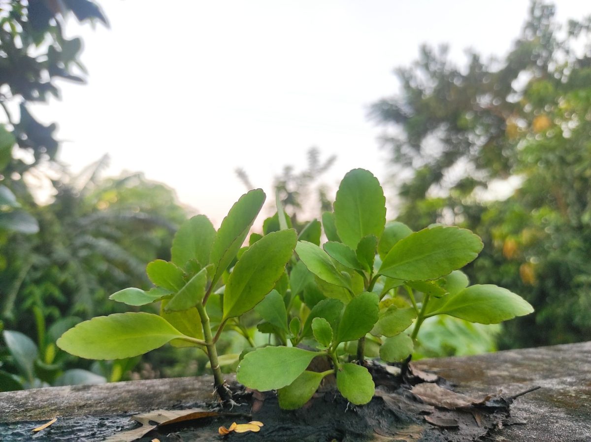 6 Business Psychology Takeaways from an Economic outlook on the Pacific&nbsp;Islands